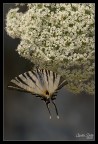 Iphiclides podalirius 2 Iphiclides podalirius 2