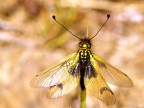 Libelloides Coccajus Libelloides Coccajus