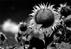Girasoli in B/N