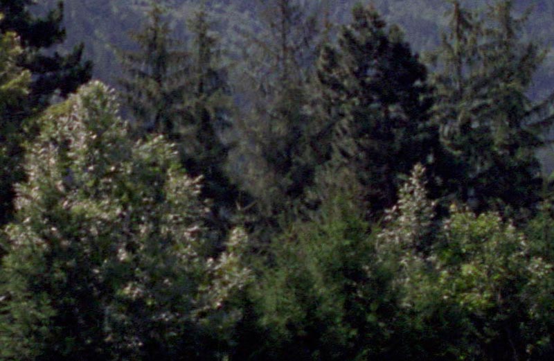 031-006-crop.jpg