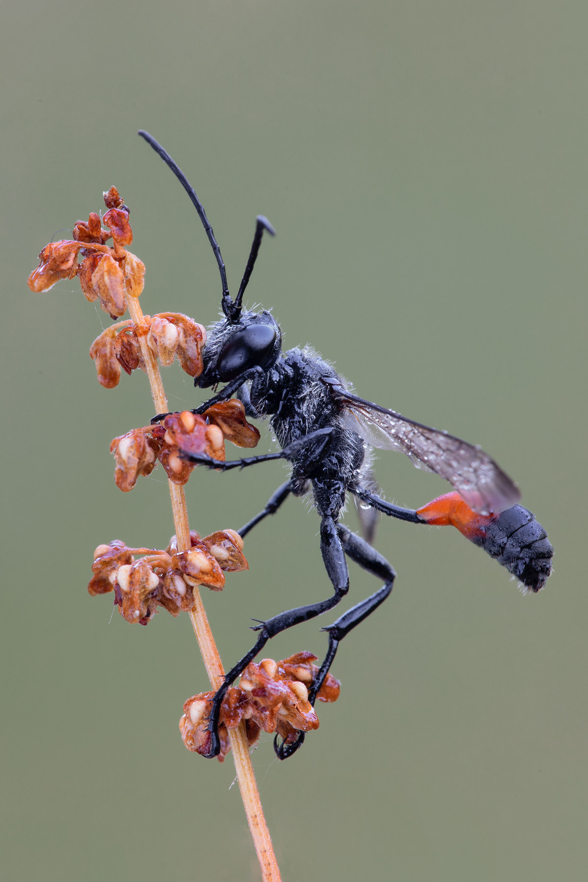 039-Amophilla-procera-1.jpg