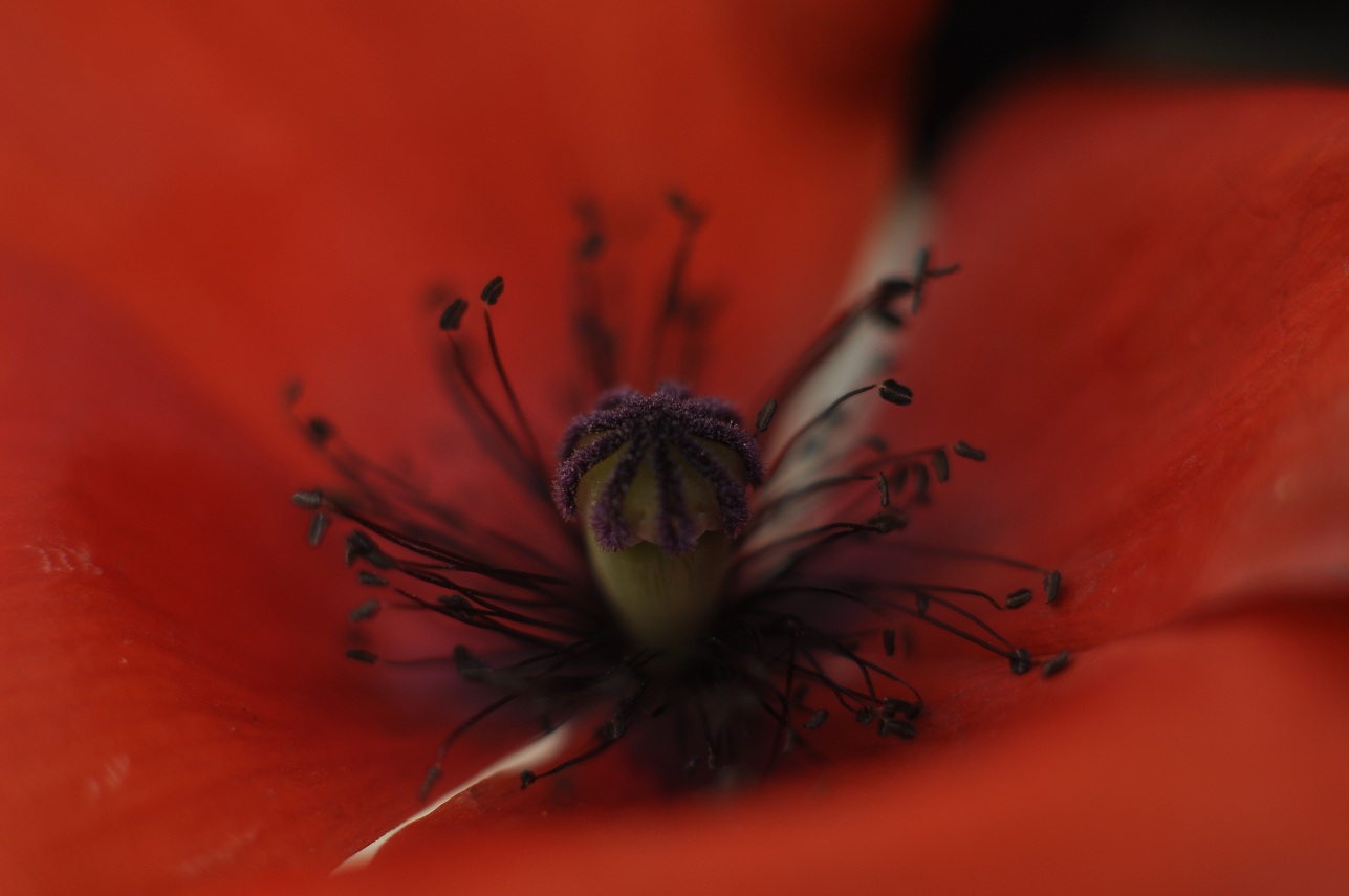 1-125 f2.8 iso 100.JPG