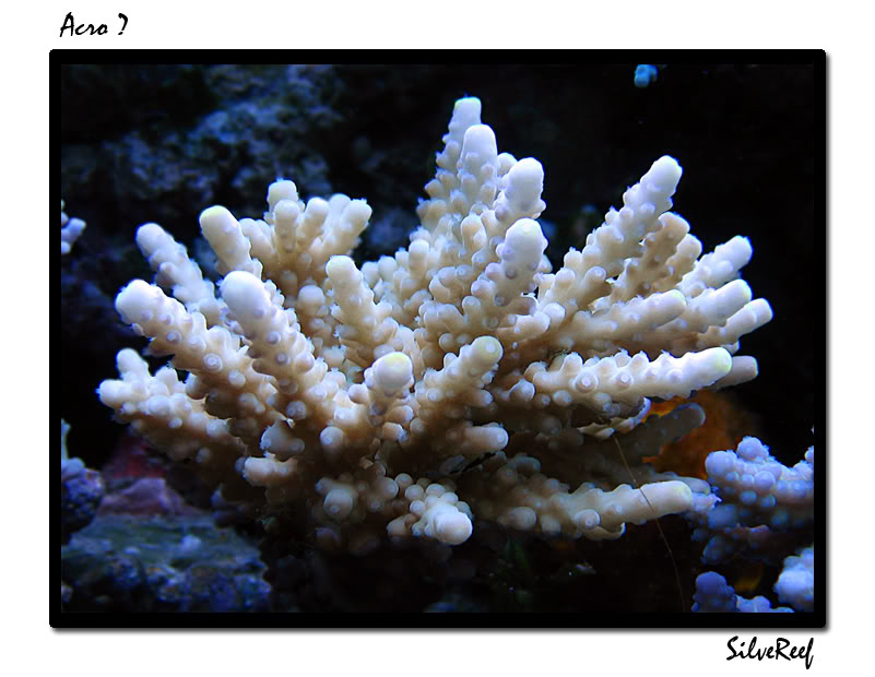 182acro.jpg