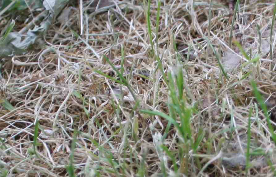 18 3.5  1su15 crop.jpg