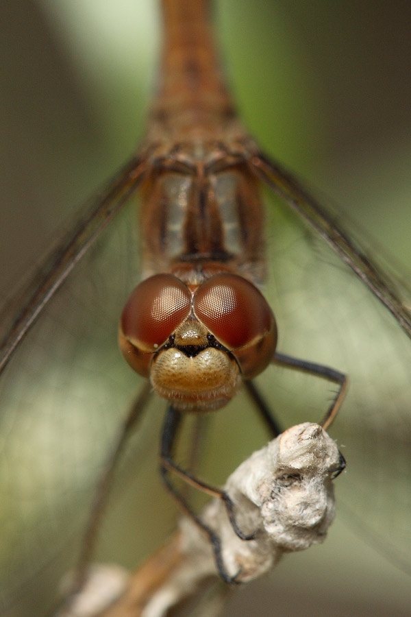 200-iso.jpg