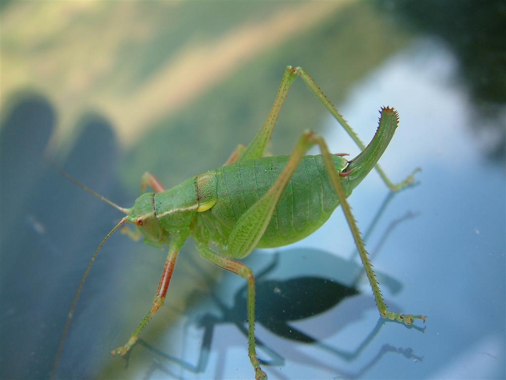 2004_0630_185751AA (Large).JPG