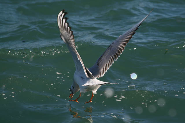 20070204 356 crop.jpg