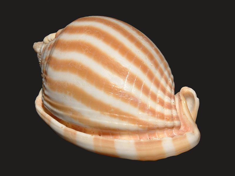 2007_0223_190608AA mod Forum1.jpg