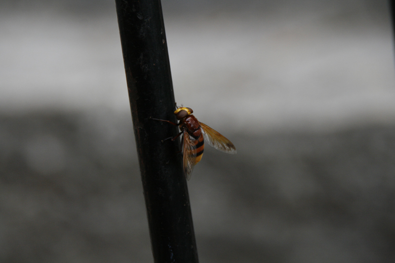20080809_1292web.jpg