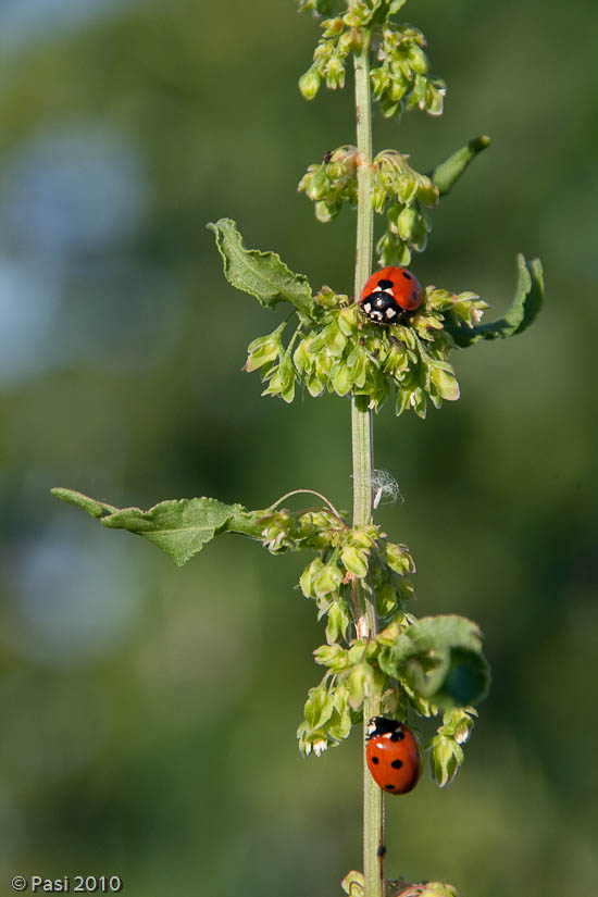 20100614_0308.jpg