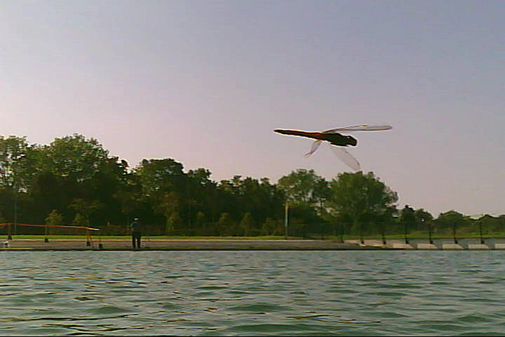 20120916 - Laghetto Malaspina_Libellule_004.jpg