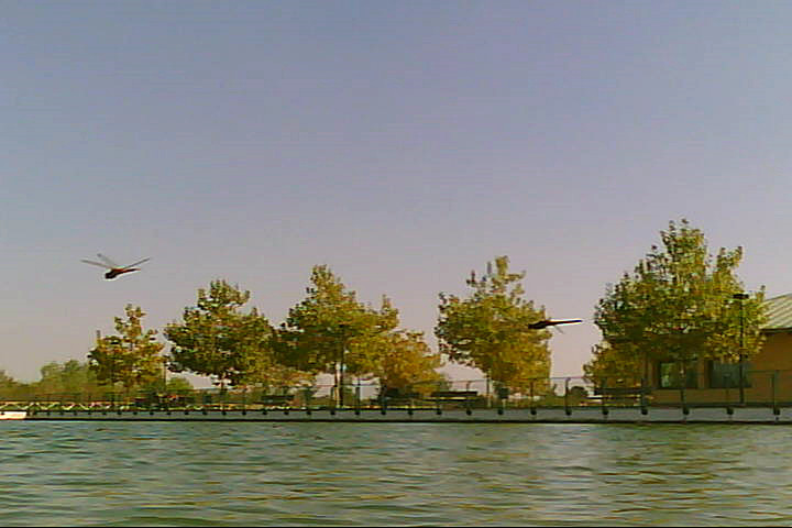 20120916 - Laghetto Malaspina_Libellule_006.jpg