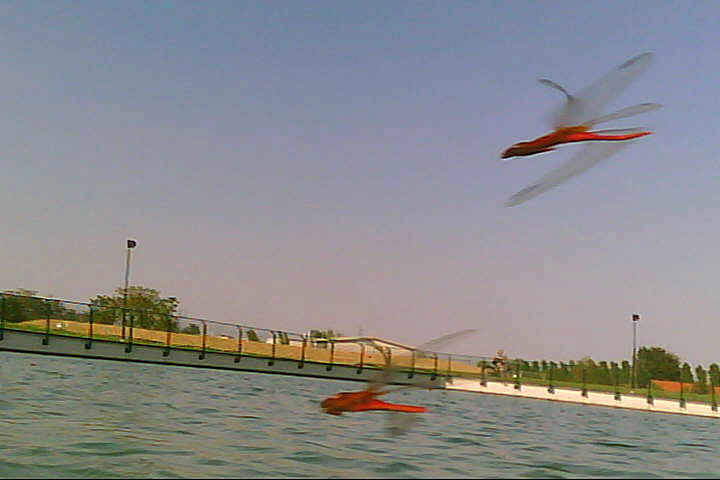 20120916 - Laghetto Malaspina_Libellule_008.jpg