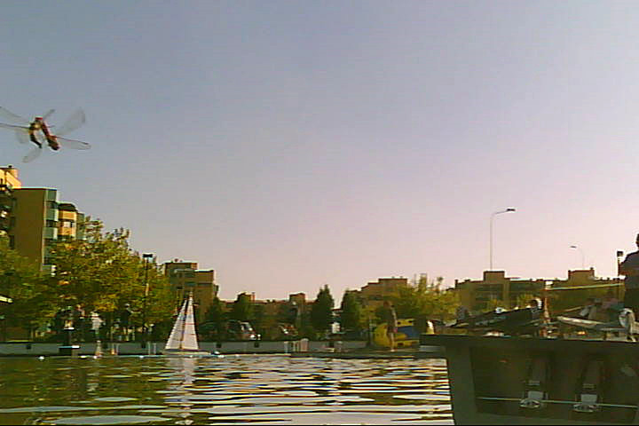 20120916 - Laghetto Malaspina_Libellule_010.jpg