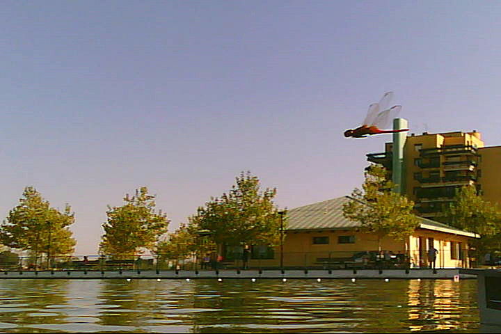 20120916 - Laghetto Malaspina_Libellule_011.jpg