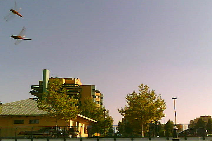 20120916 - Laghetto Malaspina_Libellule_013.jpg