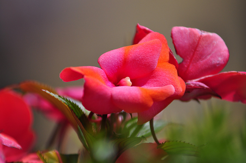 210mm_f4.jpg