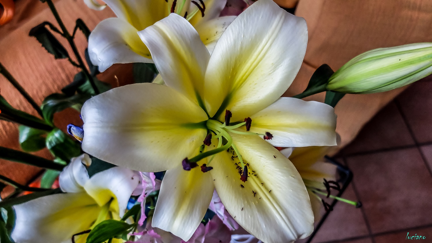 3-  6-4-15  lightroon 5-50.jpg