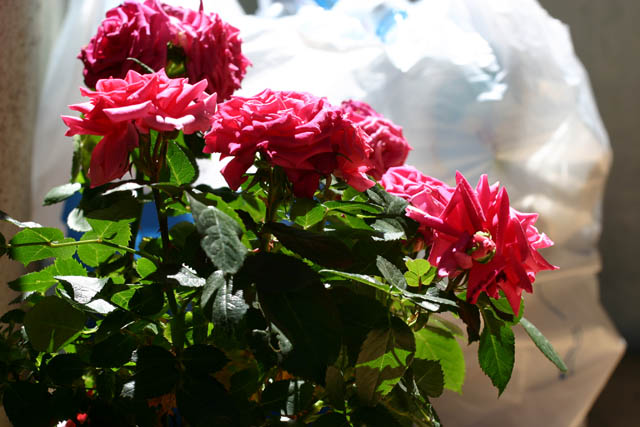 70.200 4L(small).jpg