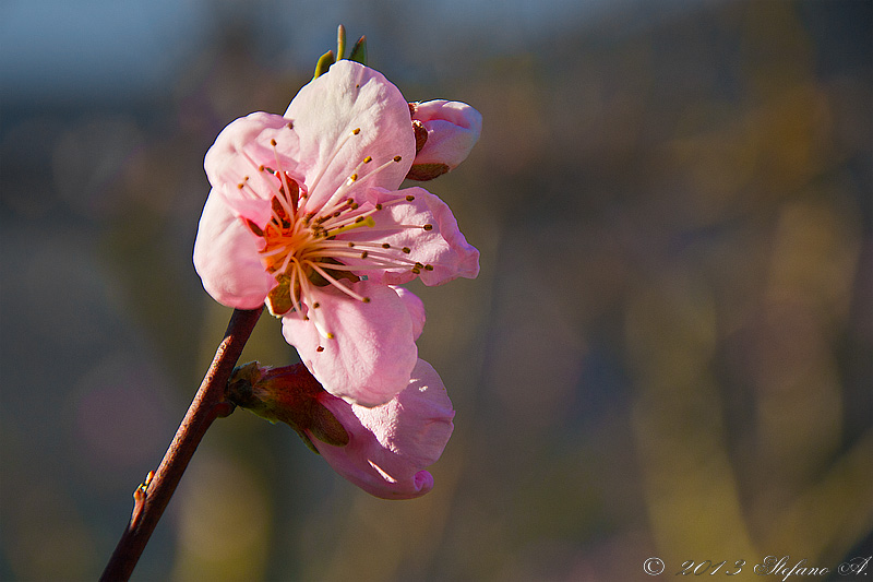_DSC0974_bis_web.jpg