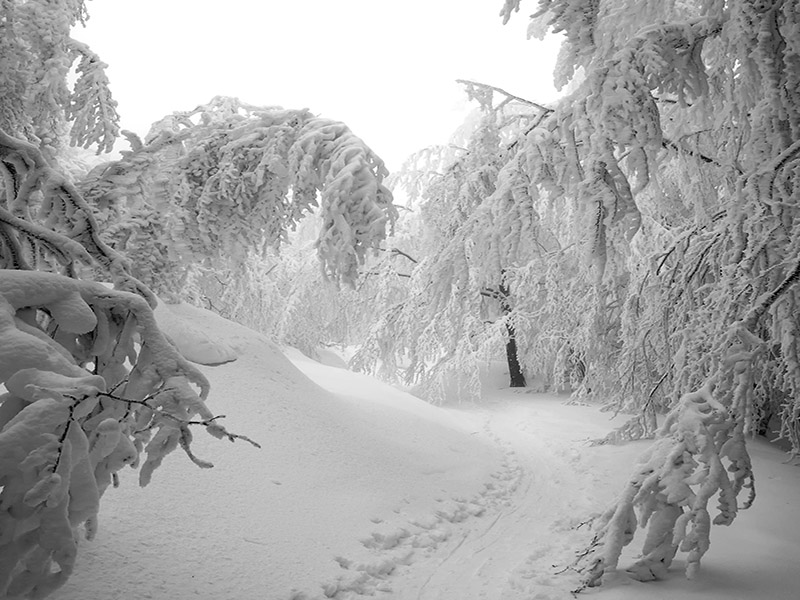 _DSC5265 copia.1.jpg