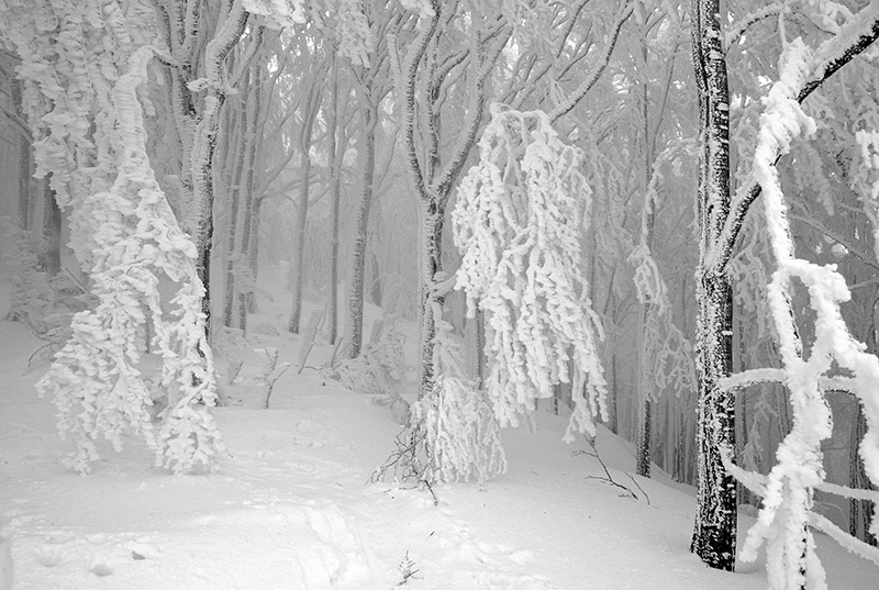 _DSC5298 copia.1.jpg