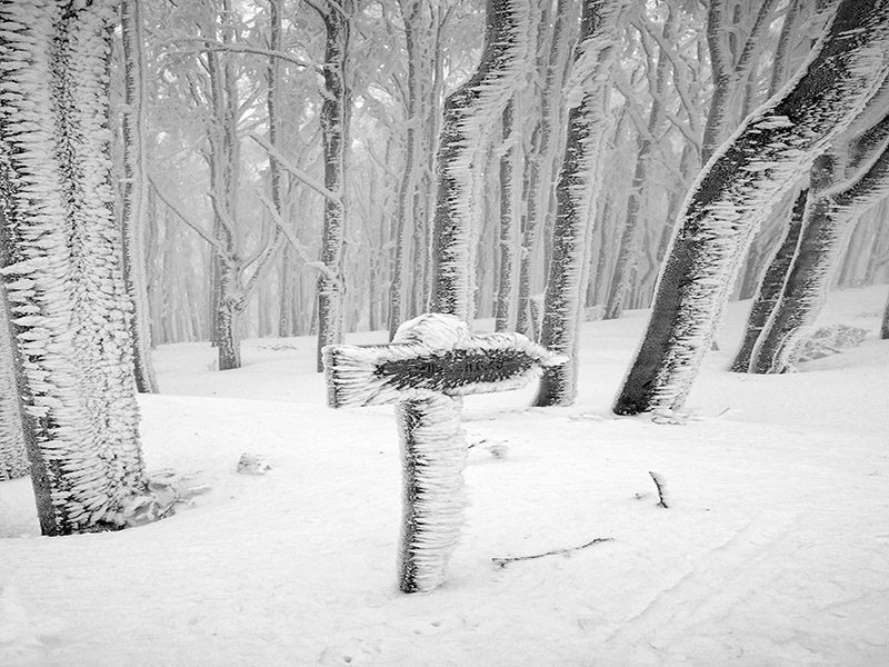 _DSC5306 copia.1.jpg