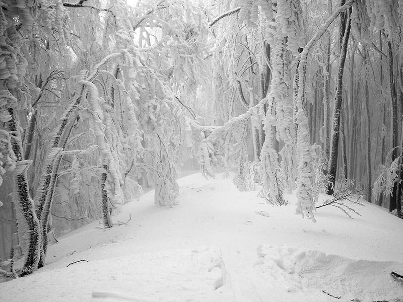 _DSC5308 copia.1.jpg