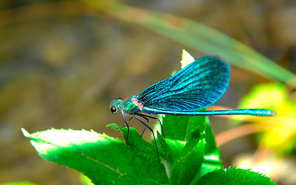 _DSC8008.jpg