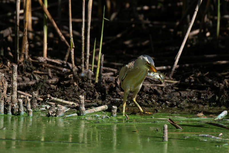 _DSF1148_A_Tarabusino con preda_(800).jpg