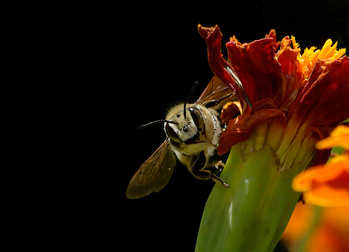 _IGP7649-700-sfondo nero clonato.jpg