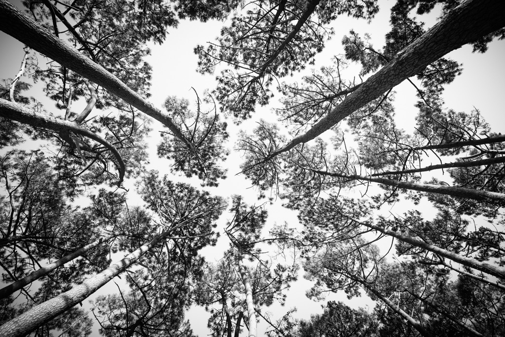 _MG_2435.jpg