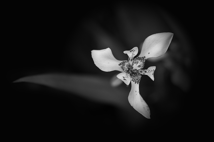 _MG_4239.jpg