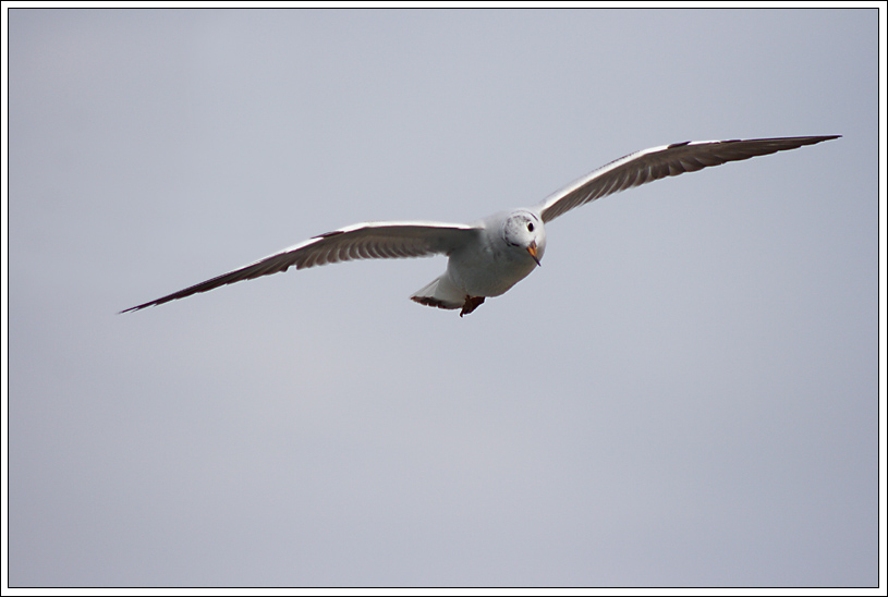 A caccia di gabbiani 02.jpg