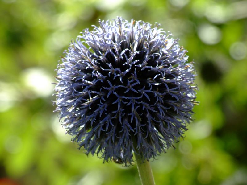 Agosto  2006 670.jpg
