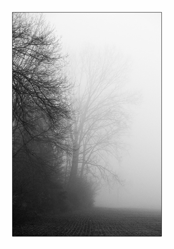 alb. nebbia.jpg