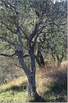 Alberi20.jpg
