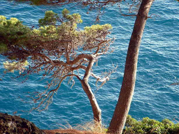 alberi.jpg