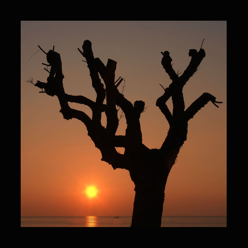 Albero-HF2.jpg