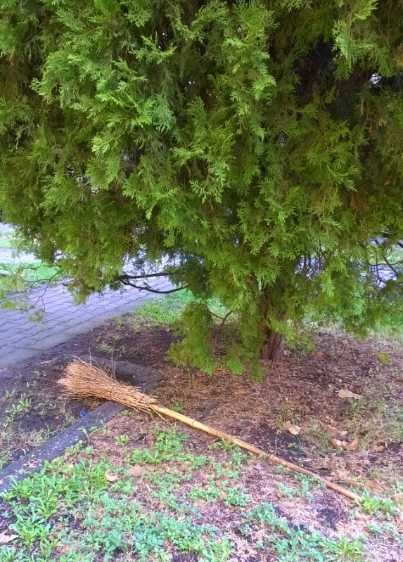 albero e scopa color resized.jpg