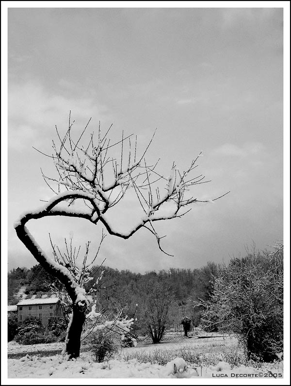 albero_nudo_neve.jpg
