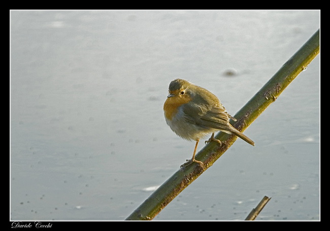 album_pic.php           _ridimensionare.jpg