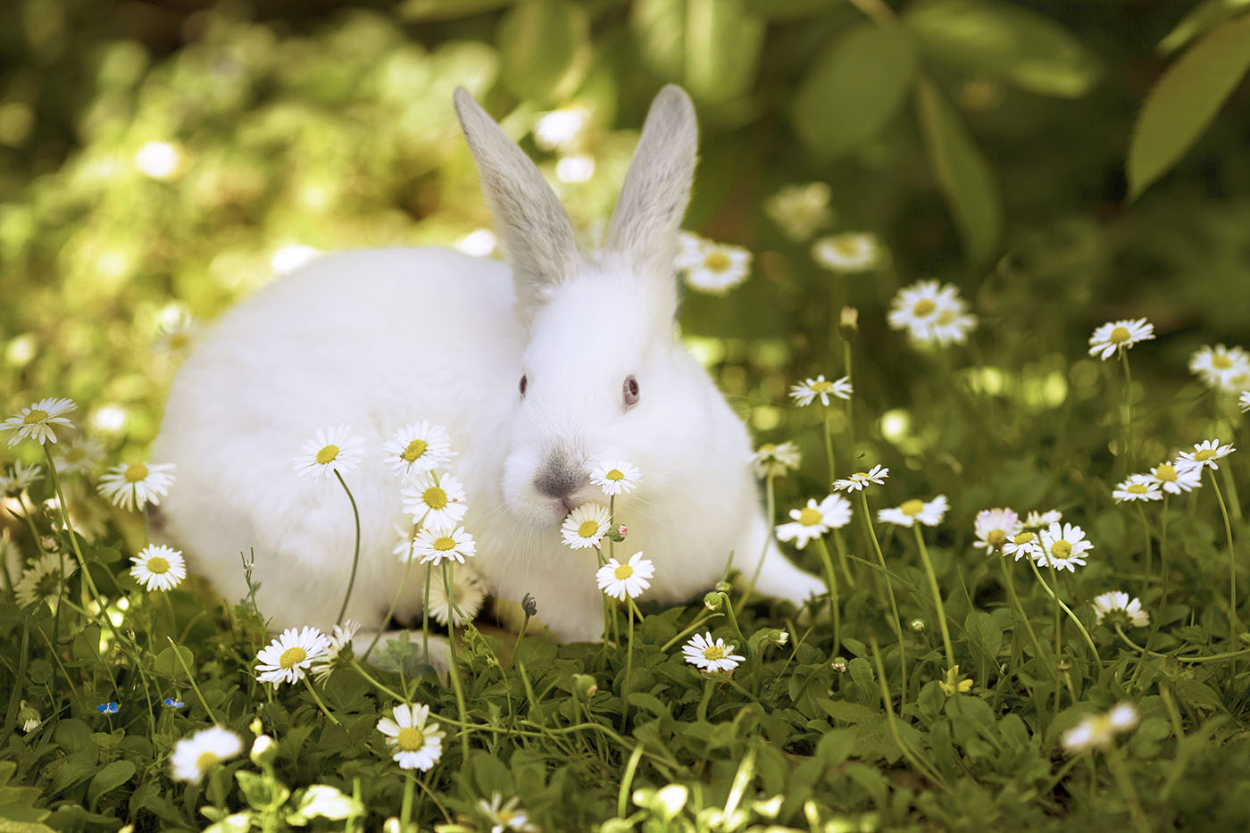 album_pic (1) copia.jpg