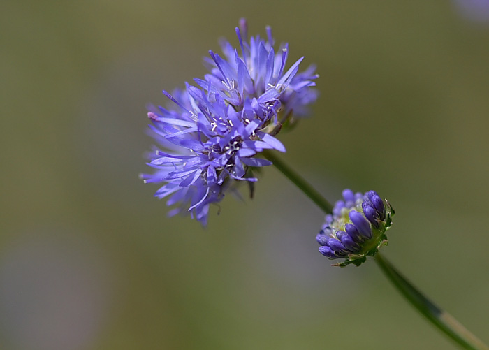 Alla piccola smallina.jpg