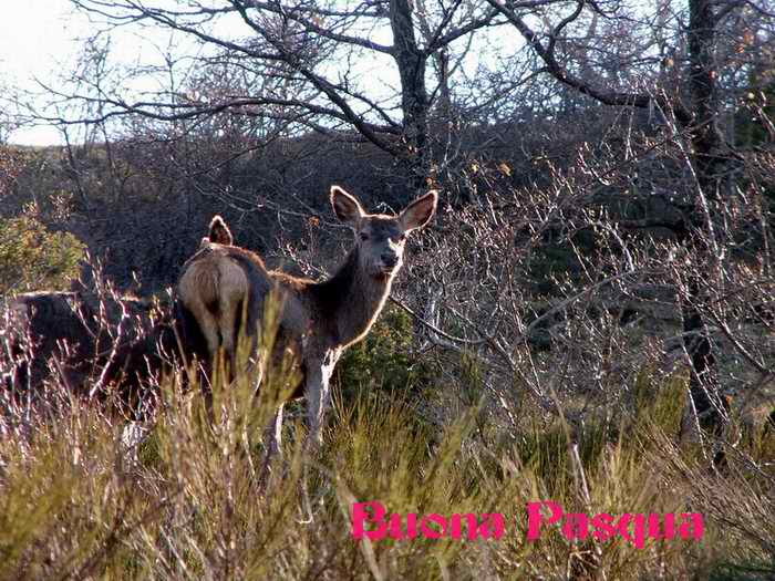 Auguri anche da me .jpg