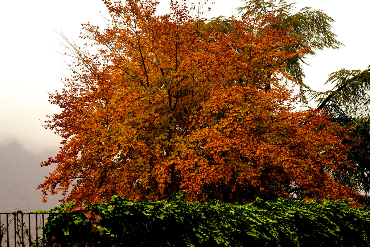 autunno5.jpg