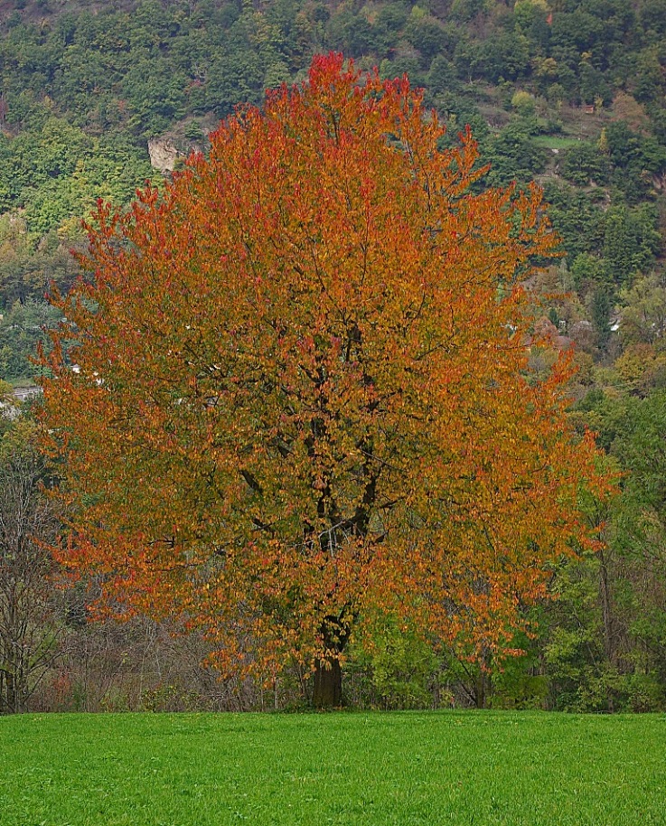 Autunno 2 - Color.jpg