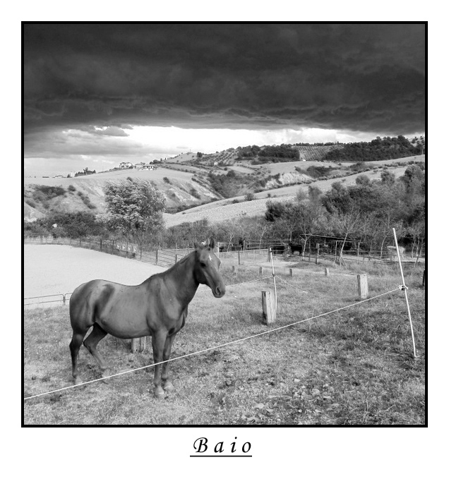Baio.jpg