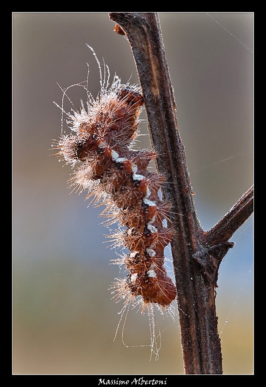 Barba da regolare.jpg