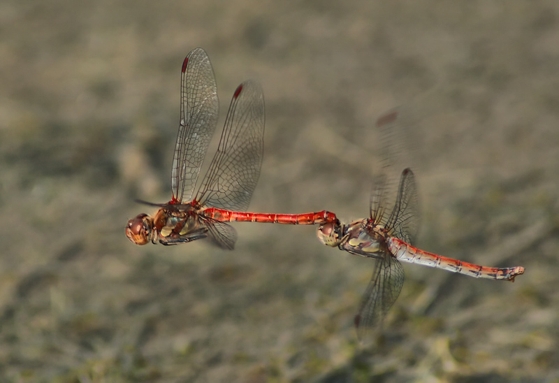 bilpano3-800.jpg